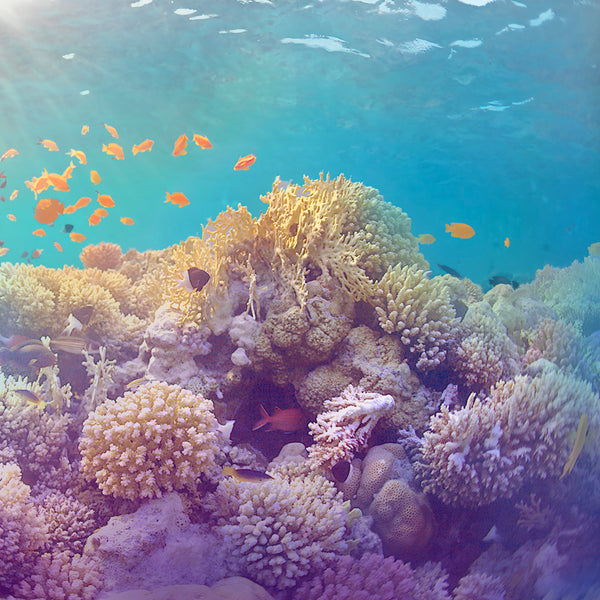 HOW PLASTIC AND CHEMICALS ARE KILLING CORALS